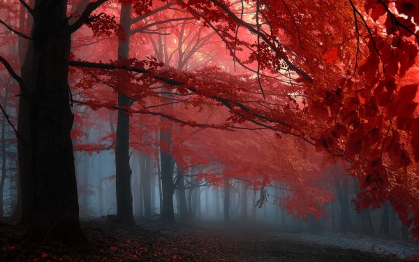 Earth Forest Tree Scenery Red HD Wallpaper | Background Image