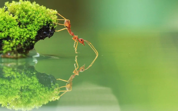 Animal ant HD Desktop Wallpaper | Background Image