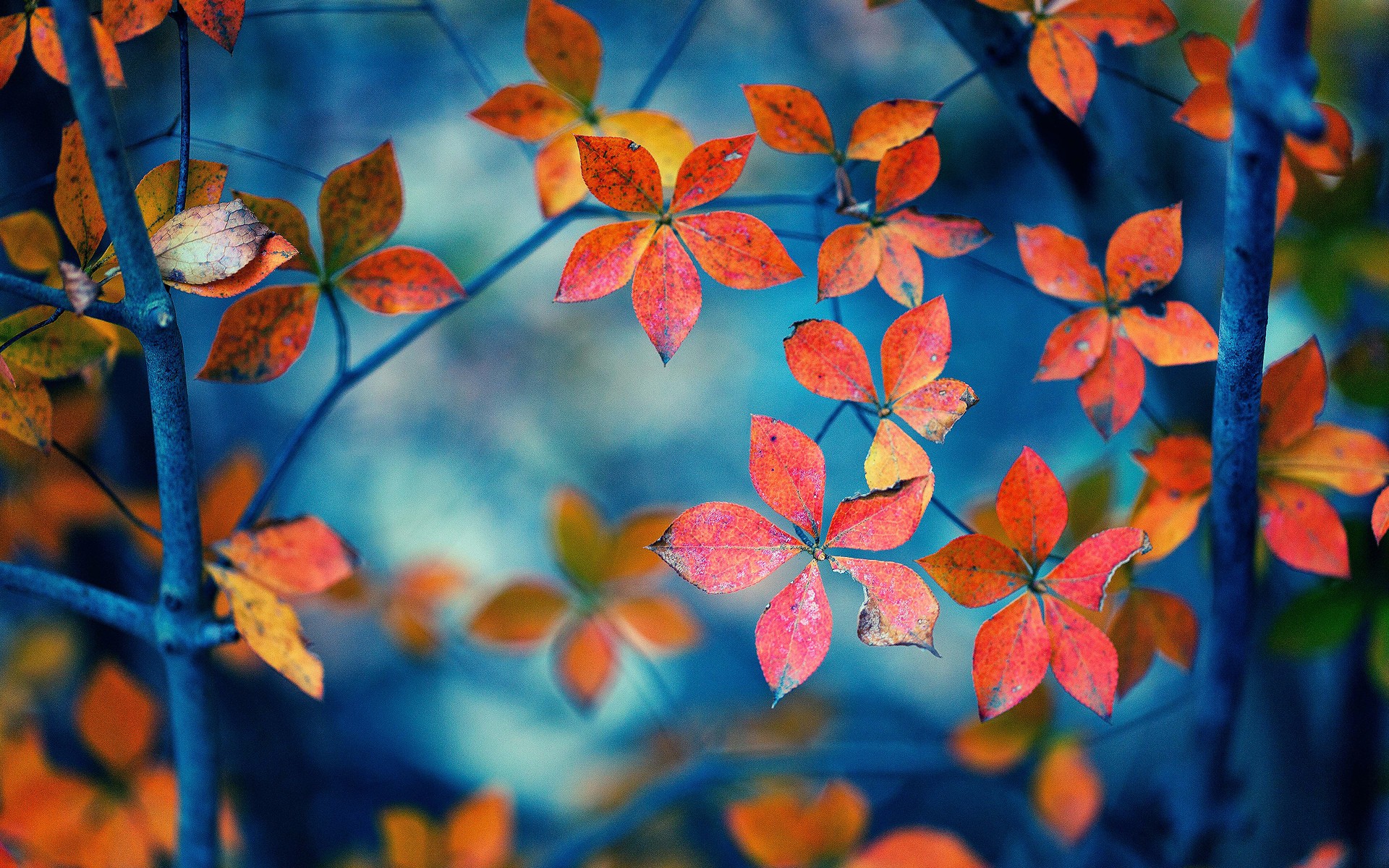 nature-fall-hd-wallpaper