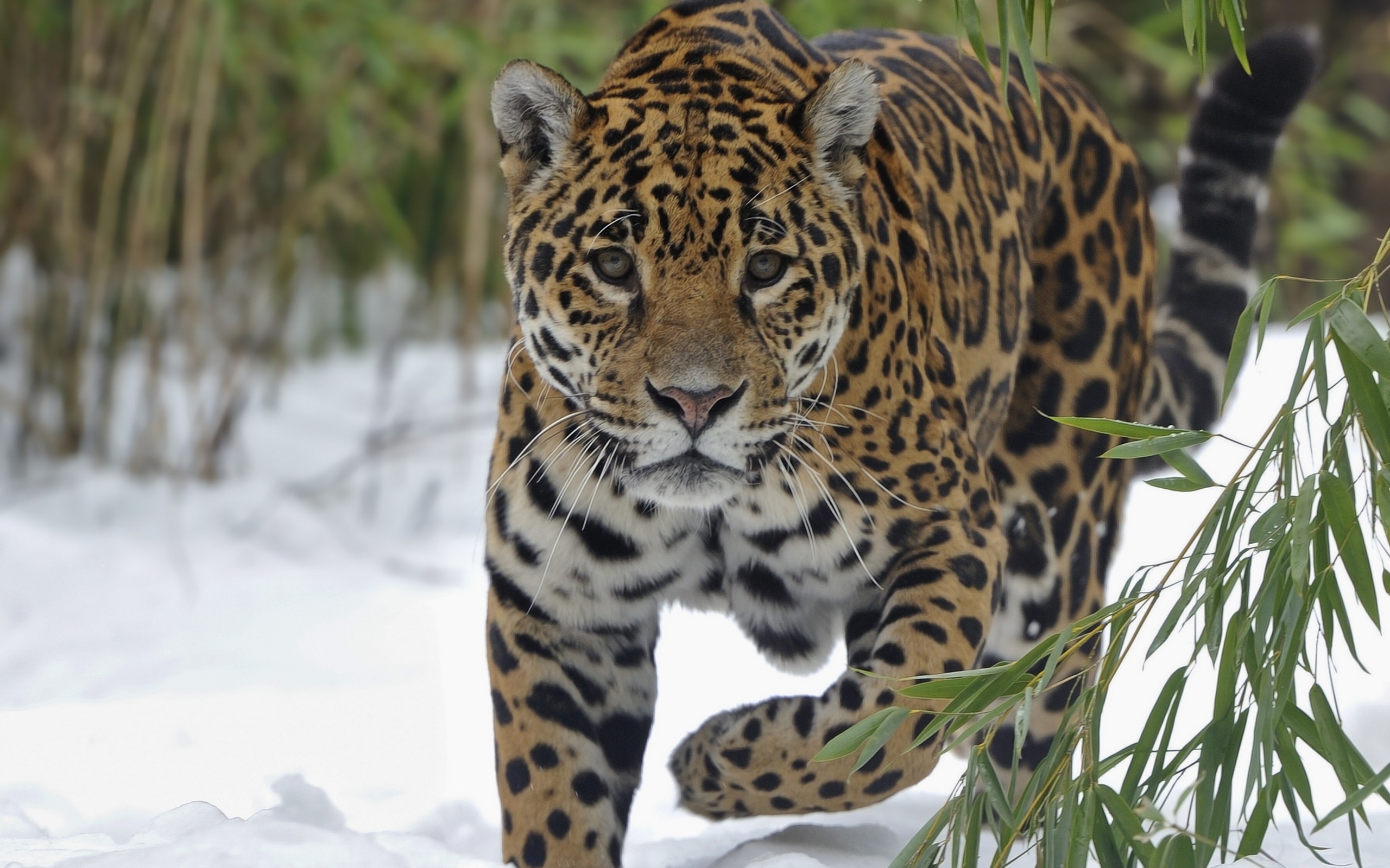 Jaguar Full HD Wallpaper and Background Image | 2560x1600 | ID:388798