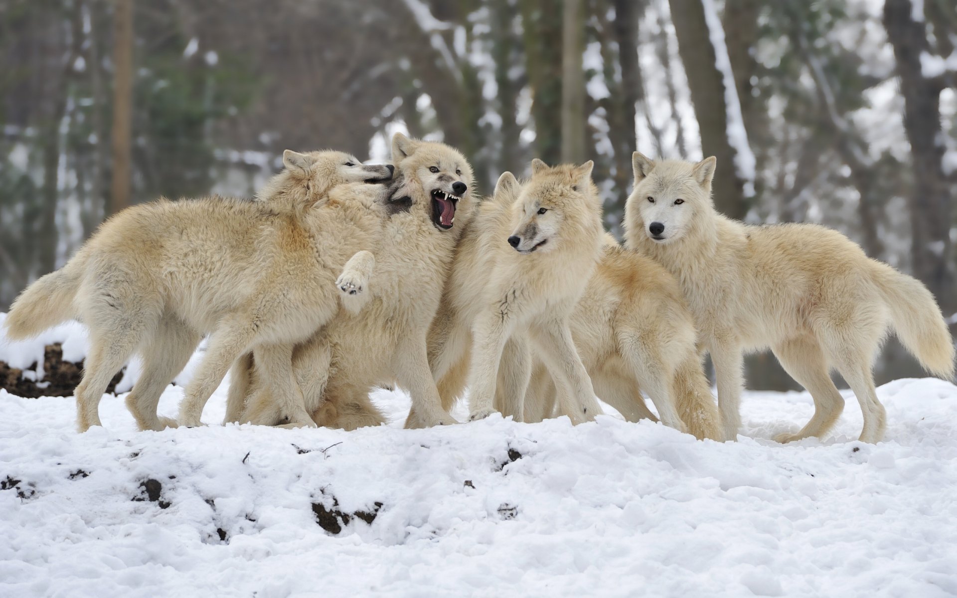 Majestic Wolves in Winter - HD Wallpaper, image size:1920x1200