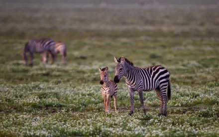 A serene image featuring a zebra and its foal standing in a lush, green field with other zebras grazing in the background. An excellent HD desktop wallpaper showcasing wildlife.