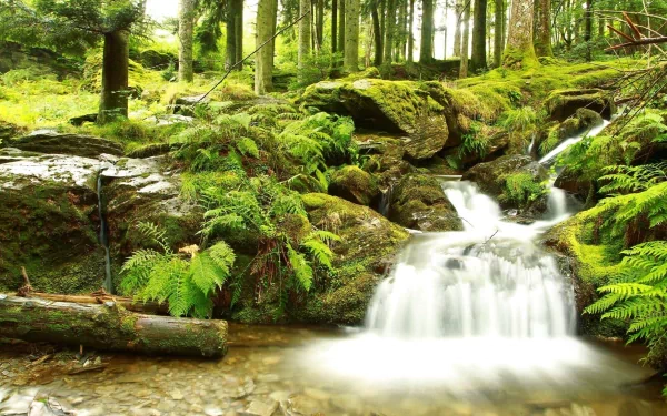 HD nature desktop wallpaper showcasing a serene forest stream flowing over moss-covered rocks surrounded by lush green ferns and tall trees.