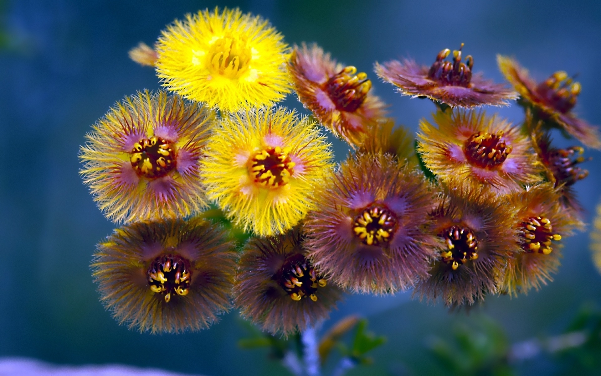 Download Nature Flower Hd Wallpaper 