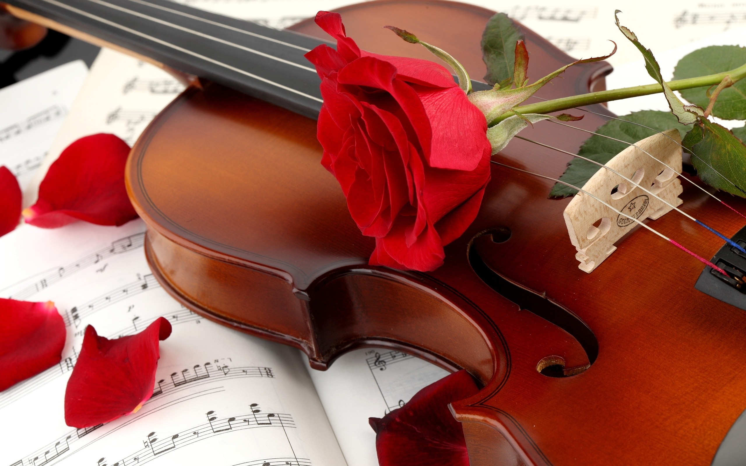 Violin Full HD Wallpaper and Background | 2560x1600 | ID:389371