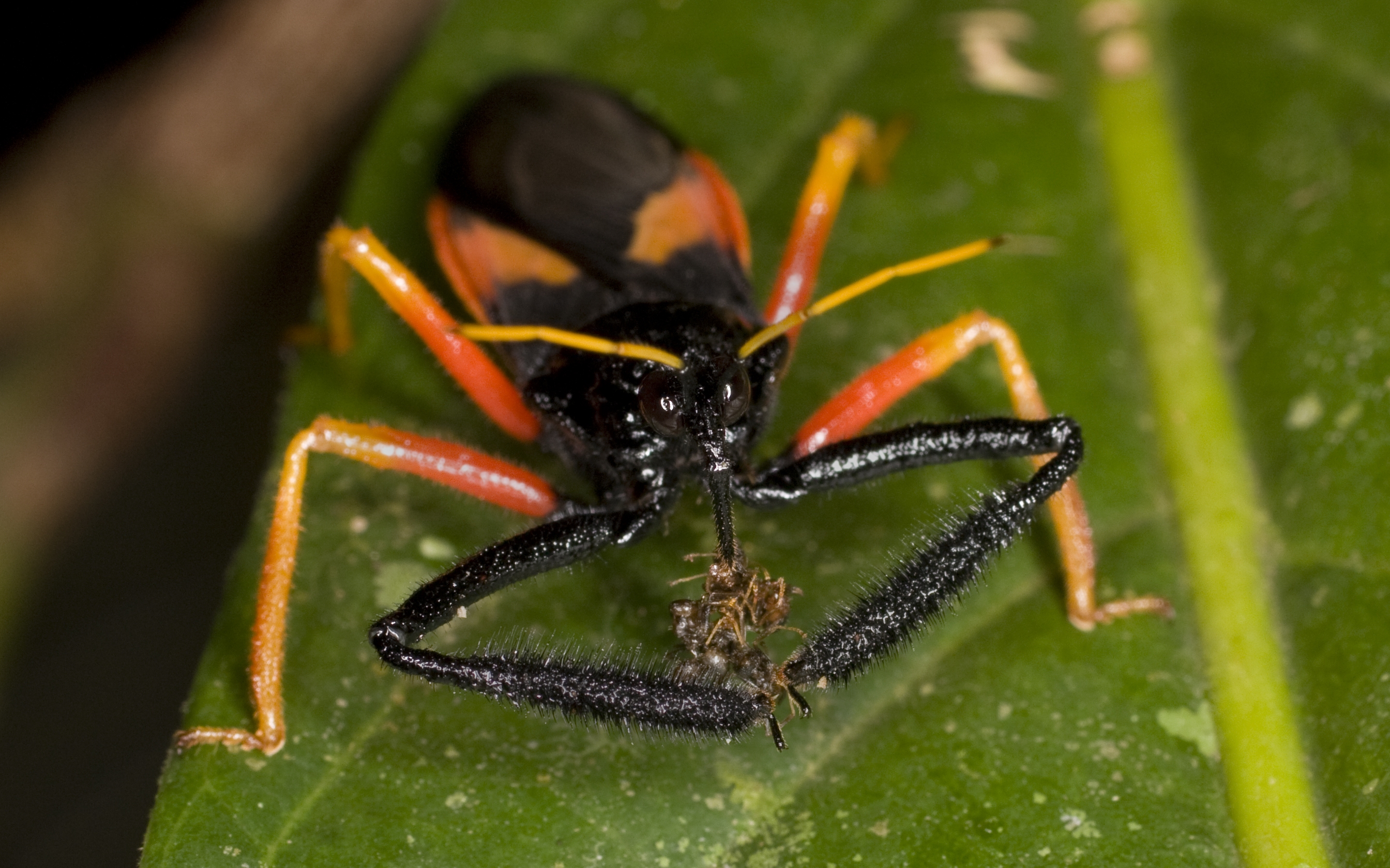 Download Animal Insect HD Wallpaper