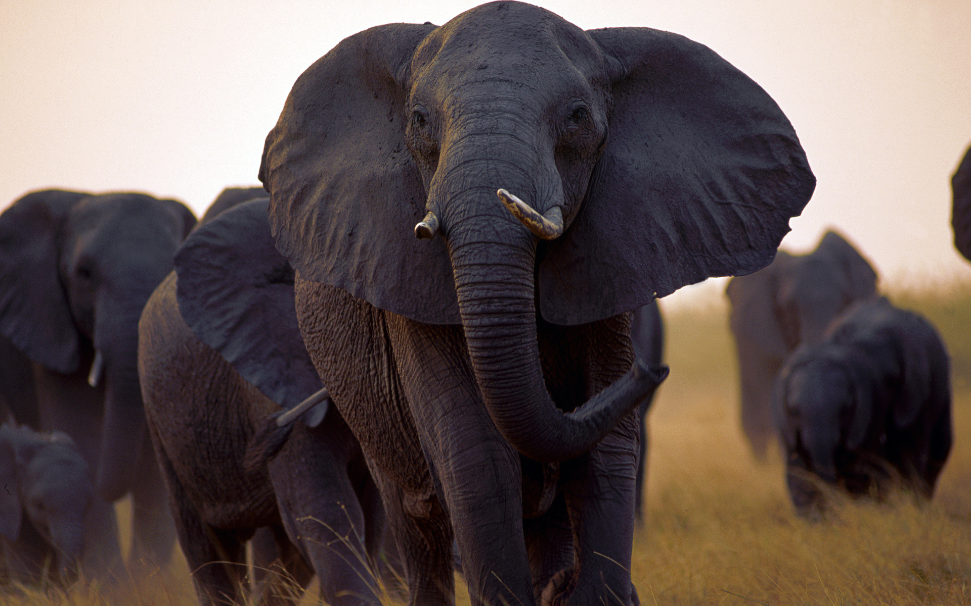 Elephant Full Hd Wallpaper And Background Image | 1920X1200 | Id:389845