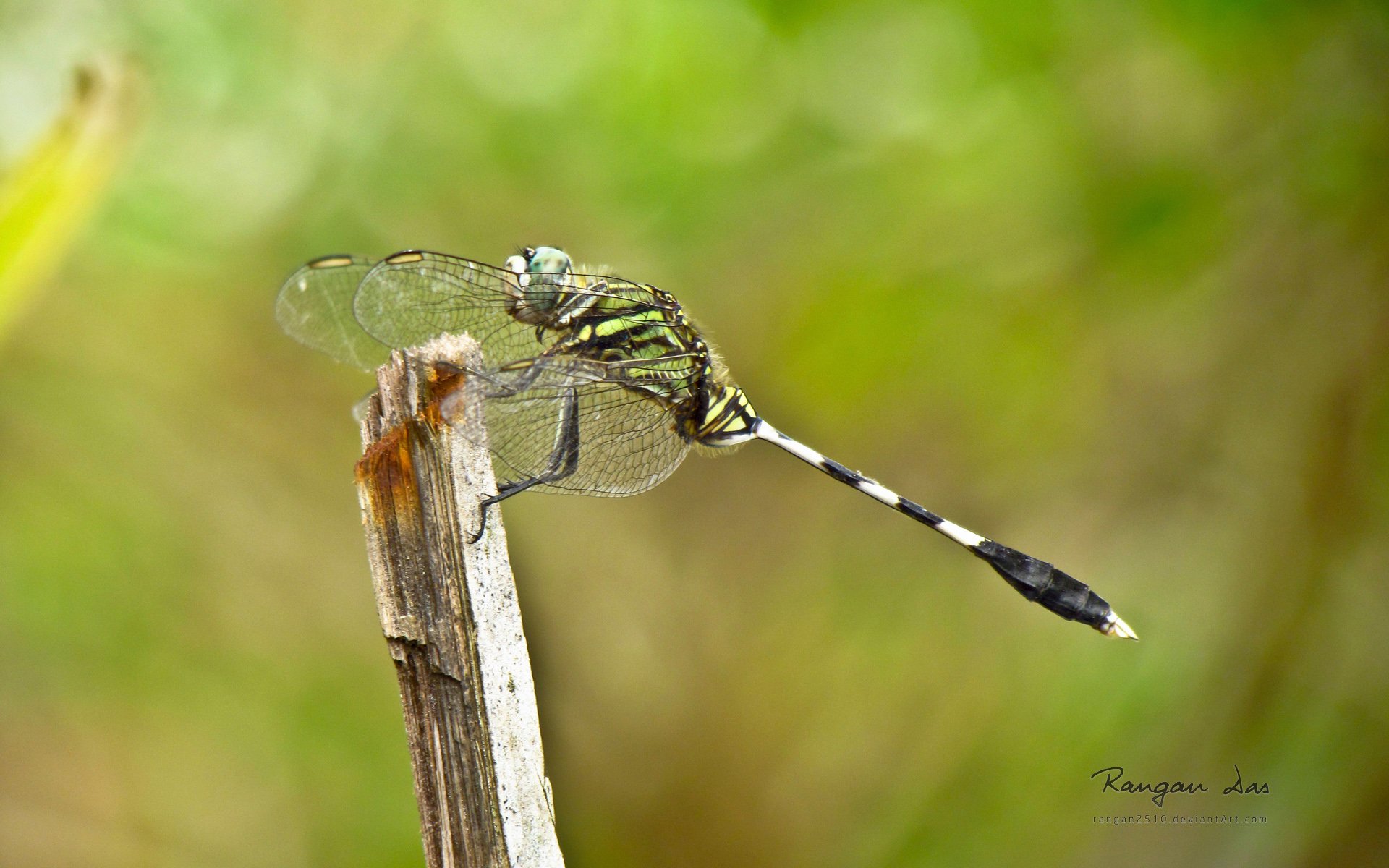 Download Animal Dragonfly HD Wallpaper