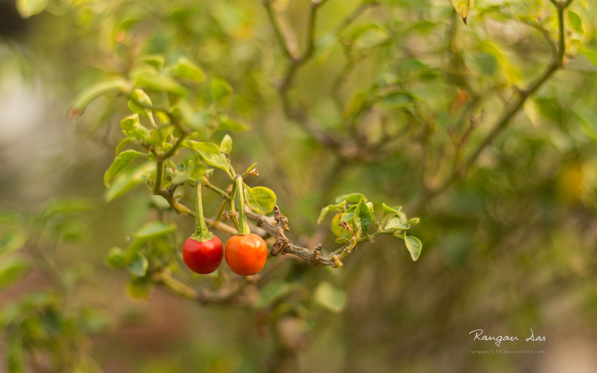 Download Nature Plant HD Wallpaper