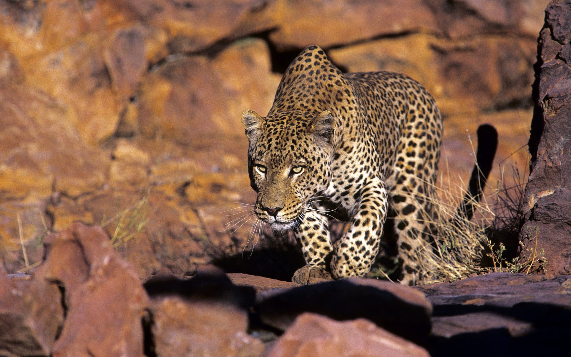 Majestic Leopard in Stunning HD Wildlife Wallpaper