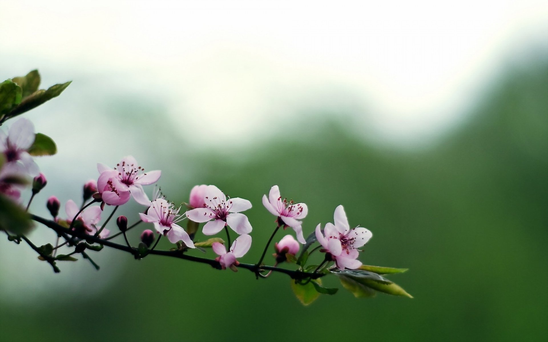 A serene HD wallpaper featuring delicate pink blossoms on a branch, set against a soft, blurred green background, showcasing the beauty of nature.