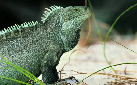 HD PC desktop wallpaper and background of an animal, a green iguana on sand with grass blades, detailed close-up showing textured skin and dorsal spines.