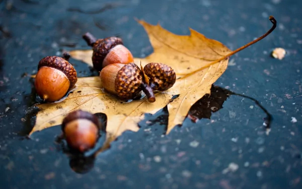 nature acorn HD Desktop Wallpaper | Background Image