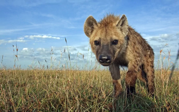 HD desktop wallpaper of a spotted hyena standing in tall grass under a partly cloudy sky.