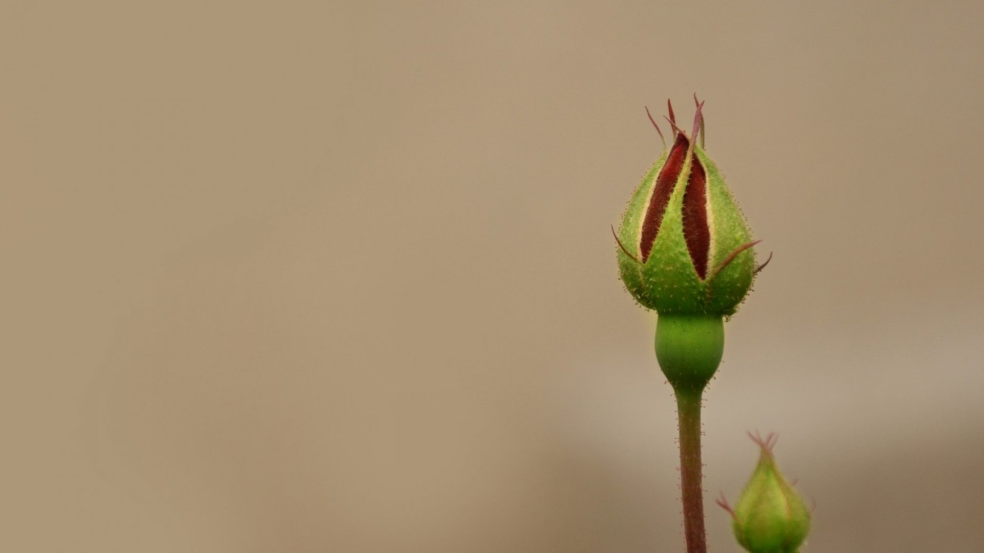 2K Quad HD PC desktop wallpaper showing a nature-themed close-up of a green rose bud against a soft beige background.