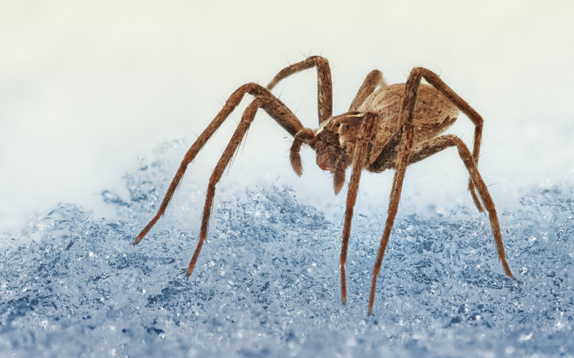 HD desktop wallpaper featuring a detailed close-up of a brown spider standing on icy blue crystals.