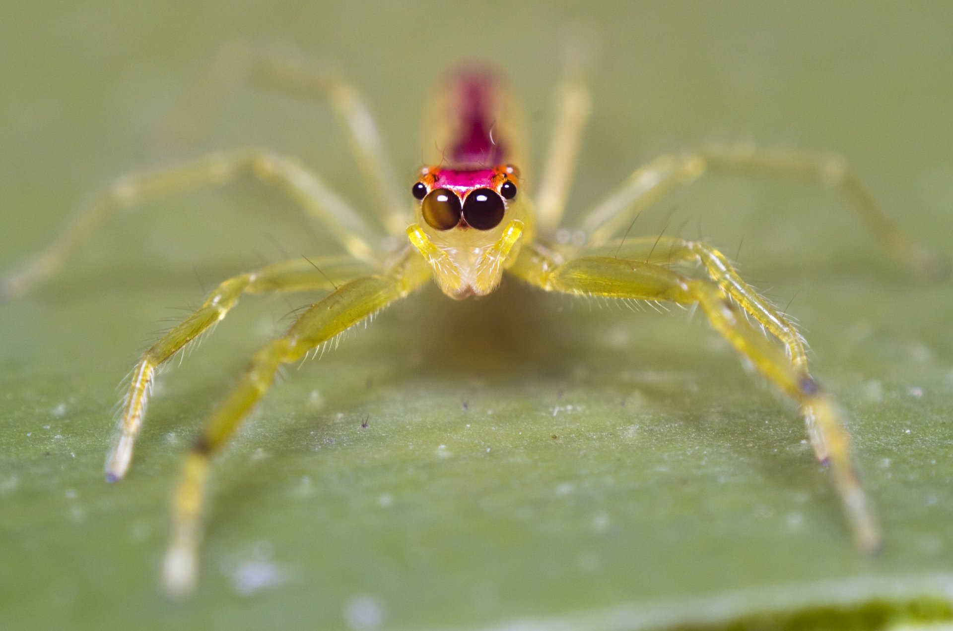 Close-up of a jumping spider (animal) with bright eyes on a green leaf, 2K Quad HD PC desktop wallpaper and background.