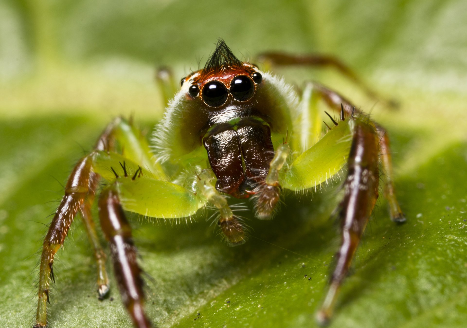 Close-up 4K Ultra HD image of a colorful jumping spider on a green leaf, showcasing intricate details of its eyes and legs in sharp focus.