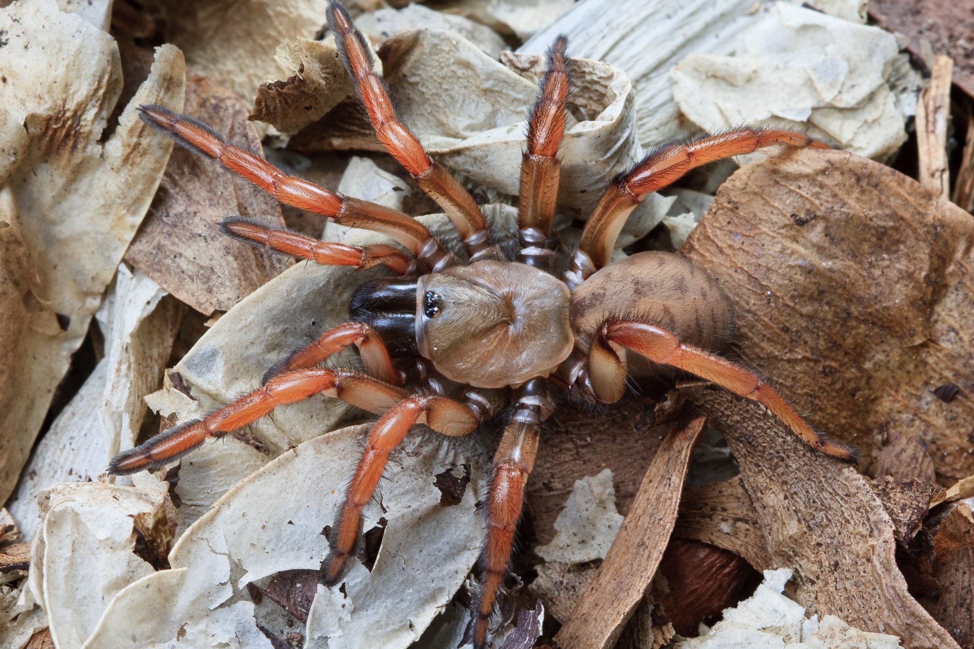 HD desktop wallpaper of a detailed close-up of a spider with reddish legs resting on dry leaves.