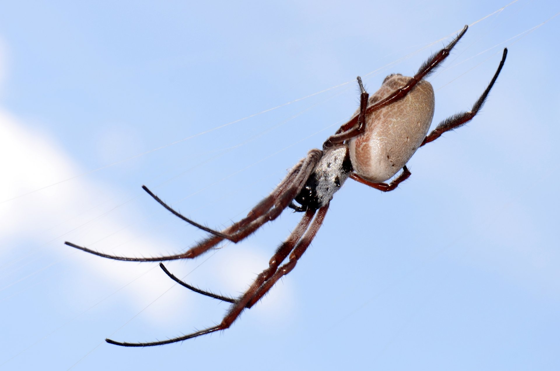 Download Animal Golden Silk Orb-weaver Spider HD Wallpaper
