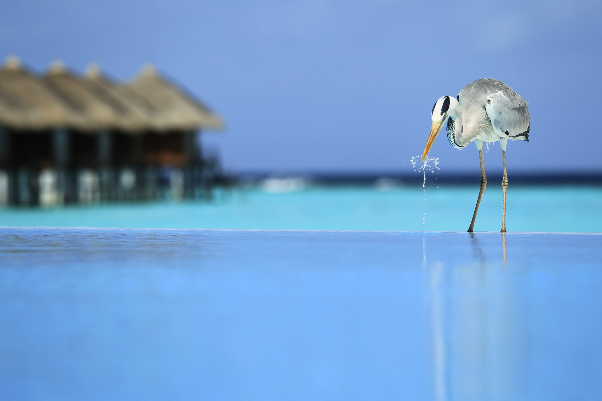 A serene heron wading in calm blue water, with tropical huts in the background, captured in stunning 4K Ultra HD, creating a tranquil desktop wallpaper or background.