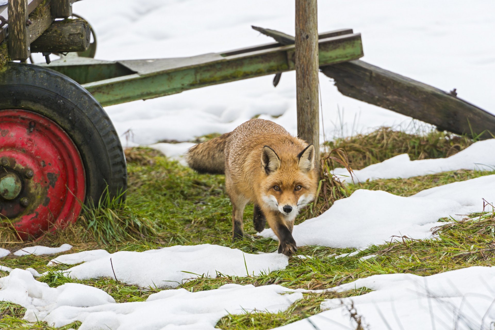 HD PC desktop wallpaper of a fox walking on snowy grass near old farming equipment.