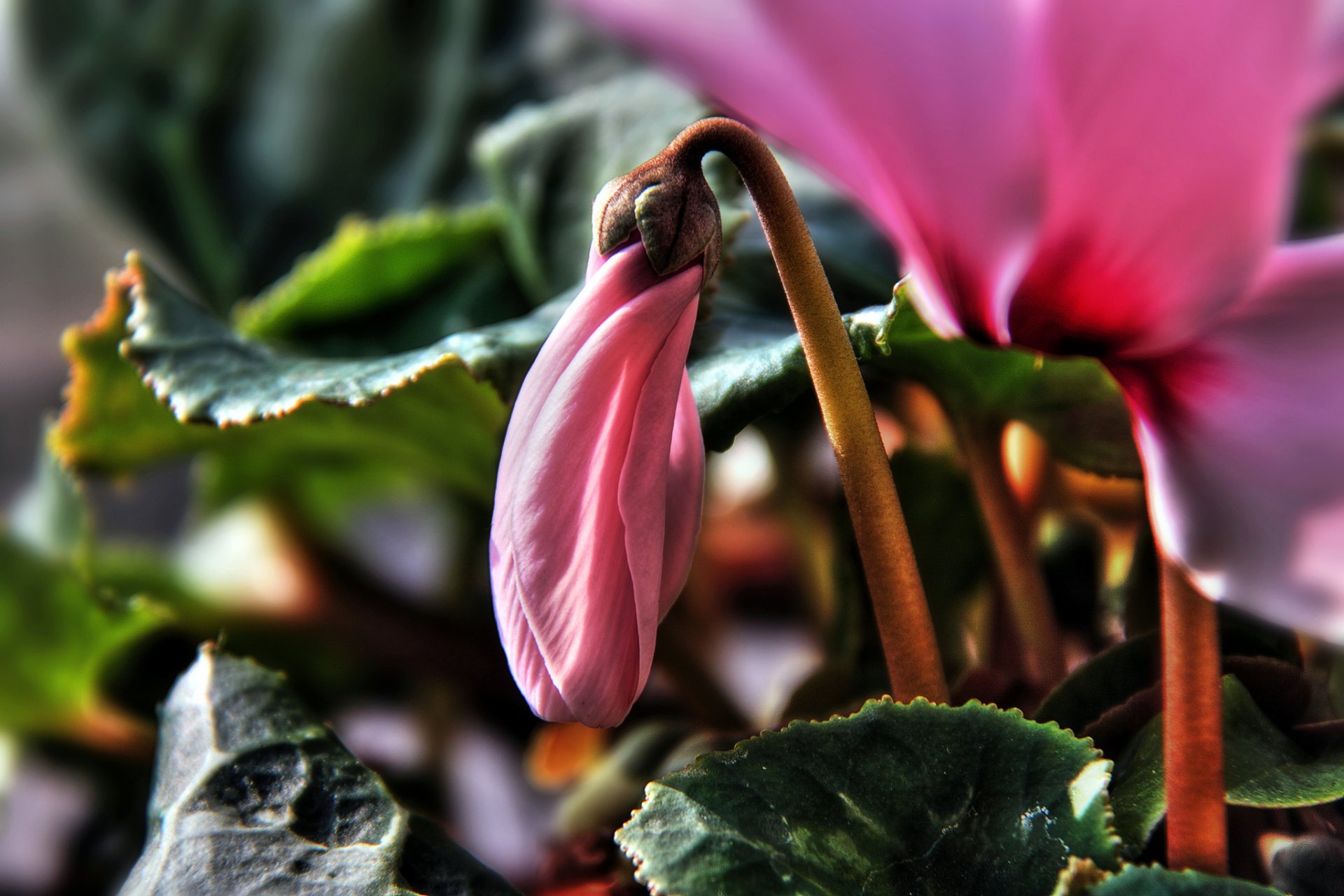 Flower HD Wallpaper | Background Image | 2048x1365 | ID:390443