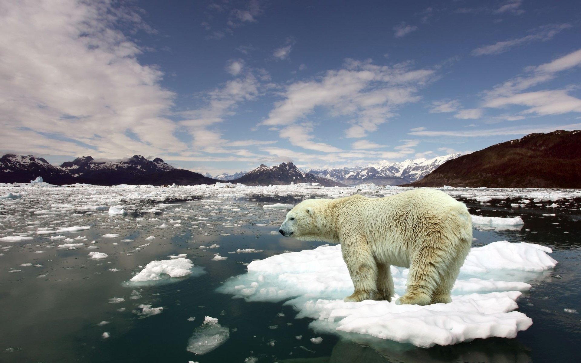 HD desktop wallpaper of a polar bear standing on a floating ice chunk amid icy waters with snowy mountains and a cloudy sky in the background.