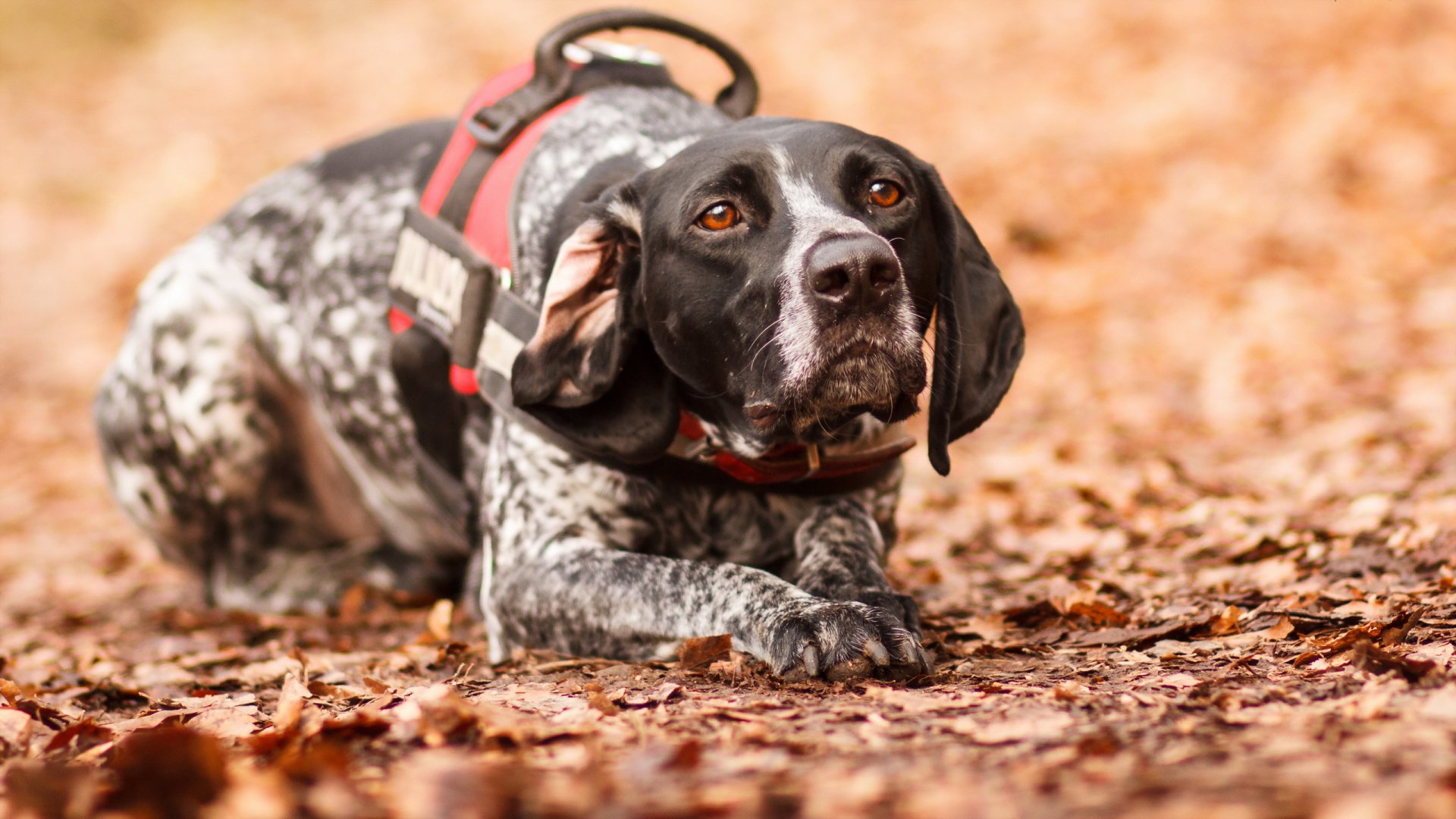 HD desktop wallpaper showing a black and white dog with a red harness lying on a bed of dry autumn leaves.