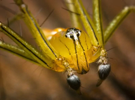 Green Lynx Spider Animal spider HD Desktop Wallpaper | Background Image