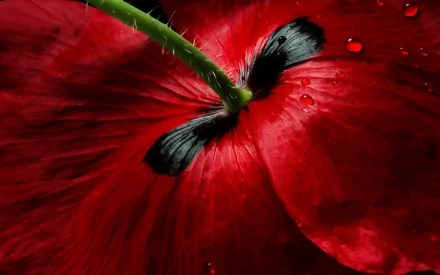 Close-up HD desktop wallpaper of a vibrant red poppy flower with water droplets on its petals, highlighting the texture and natural beauty of the plant.