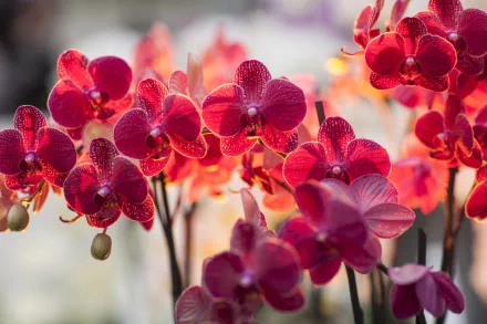 A vibrant display of red orchids, beautifully illuminated, creating a stunning nature-inspired HD desktop wallpaper and background.