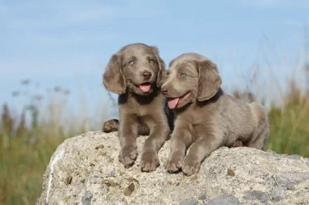 Two playful Weimaraner puppies sit on a rock, their tongues out and surrounded by greenery, creating a charming and lively HD desktop wallpaper.