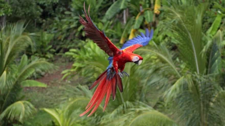 A vibrant scarlet macaw in flight, showcasing its striking red and blue feathers against a lush green tropical backdrop, creating a stunning HD desktop wallpaper.
