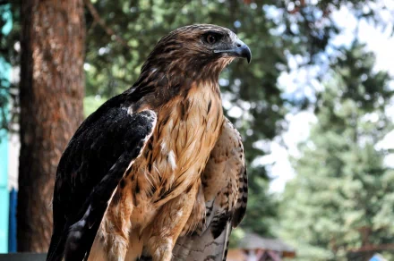 Close-up of a hawk perched outdoors, captured in sharp detail for a 4K Ultra HD PC desktop wallpaper and background.