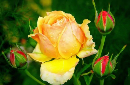 Yellow rose in full bloom surrounded by budding roses, set against a lush green background. High-definition desktop wallpaper and background showcasing the beauty of nature.