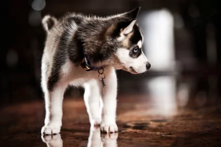 A close-up of a playful husky puppy with distinctive markings, standing on a polished surface. This HD wallpaper captures the charm and curiosity of this adorable animal.