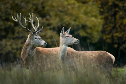 A majestic pair of deer stands gracefully in a lush, green setting, captured in high definition. This enchanting animal scene makes for a striking desktop wallpaper.