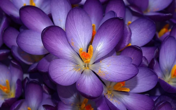 A close-up of vibrant purple crocus flowers in bloom, with a striking orange-yellow center. This nature HD wallpaper serves as a stunning and colorful desktop background.