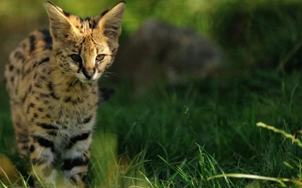 A serval walks gracefully through vibrant greenery, showcasing its distinctive spotted coat in this HD PC desktop wallpaper and background.