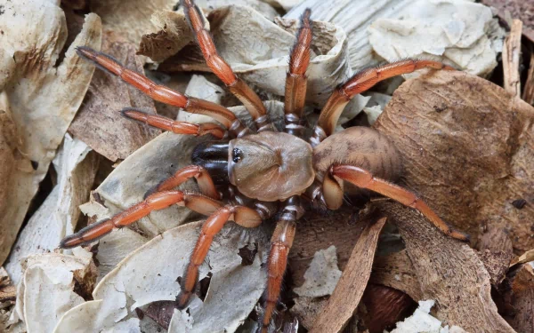 Animal spider HD Desktop Wallpaper | Background Image