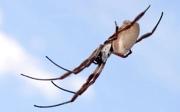 Animal golden silk orb-weaver spider HD Desktop Wallpaper | Background Image