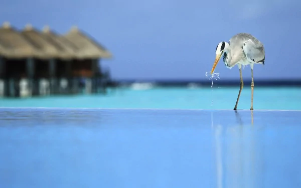 A serene heron wading in calm blue water, with tropical huts in the background, captured in stunning 4K Ultra HD, creating a tranquil desktop wallpaper or background.