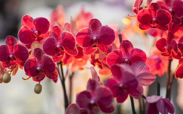 A vibrant display of red orchids, beautifully illuminated, creating a stunning nature-inspired HD desktop wallpaper and background.