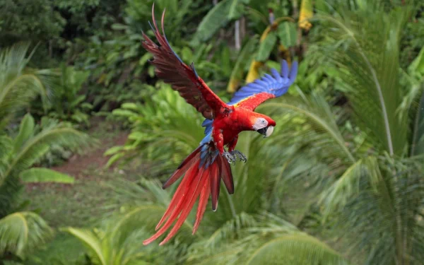 A vibrant scarlet macaw in flight, showcasing its striking red and blue feathers against a lush green tropical backdrop, creating a stunning HD desktop wallpaper.
