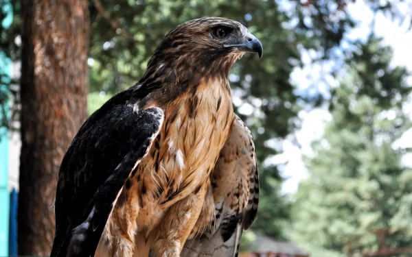 Animal hawk HD Desktop Wallpaper | Background Image