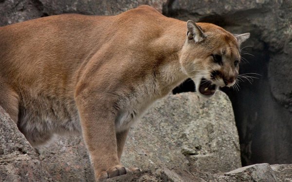 Animal Cougar Cats HD Wallpaper | Background Image