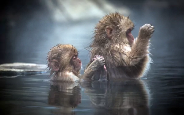 Two Japanese macaques, or snow monkeys, soak in warm water surrounded by mist, captured in an HD desktop wallpaper image.