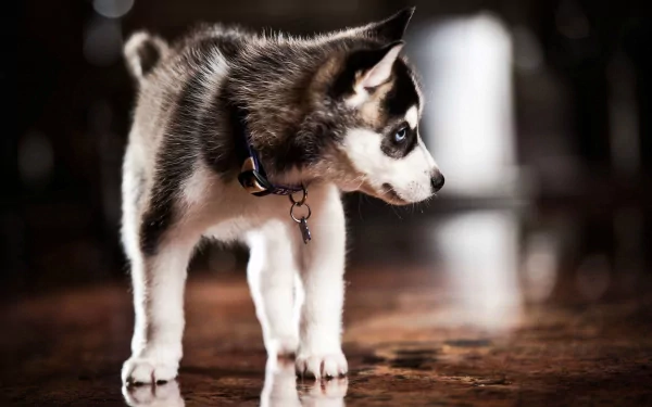 A close-up of a playful husky puppy with distinctive markings, standing on a polished surface. This HD wallpaper captures the charm and curiosity of this adorable animal.