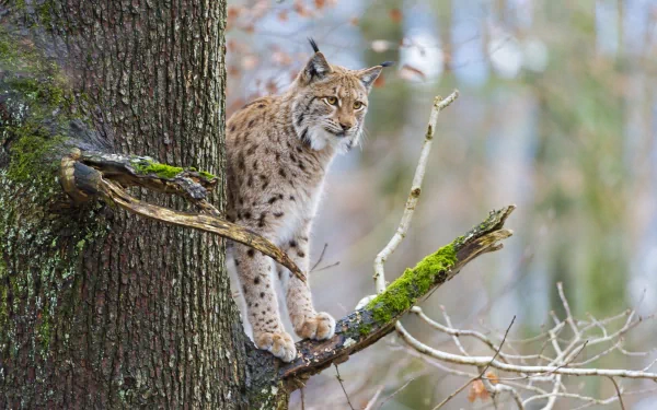 4K Ultra HD desktop wallpaper of a lynx perched on a moss-covered tree branch in a forest setting.